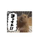ハムスタースタンプ日常④（個別スタンプ：10）