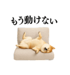 【面白い】返信に便利な柴犬＠日常会話（個別スタンプ：1）
