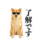 【面白い】返信に便利な柴犬＠日常会話（個別スタンプ：2）