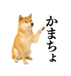 【面白い】返信に便利な柴犬＠日常会話（個別スタンプ：3）