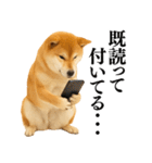 【面白い】返信に便利な柴犬＠日常会話（個別スタンプ：4）