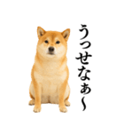 【面白い】返信に便利な柴犬＠日常会話（個別スタンプ：5）