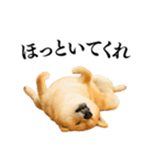 【面白い】返信に便利な柴犬＠日常会話（個別スタンプ：6）