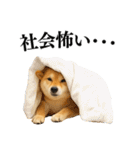 【面白い】返信に便利な柴犬＠日常会話（個別スタンプ：7）