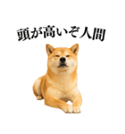 【面白い】返信に便利な柴犬＠日常会話（個別スタンプ：8）