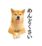 【面白い】返信に便利な柴犬＠日常会話（個別スタンプ：9）