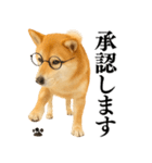 【面白い】返信に便利な柴犬＠日常会話（個別スタンプ：11）