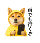 【面白い】返信に便利な柴犬＠日常会話（個別スタンプ：12）