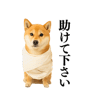 【面白い】返信に便利な柴犬＠日常会話（個別スタンプ：13）