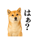 【面白い】返信に便利な柴犬＠日常会話（個別スタンプ：14）