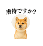 【面白い】返信に便利な柴犬＠日常会話（個別スタンプ：15）