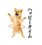 【面白い】返信に便利な柴犬＠日常会話（個別スタンプ：16）
