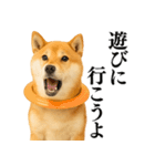 【面白い】返信に便利な柴犬＠日常会話（個別スタンプ：17）