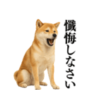 【面白い】返信に便利な柴犬＠日常会話（個別スタンプ：18）