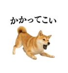 【面白い】返信に便利な柴犬＠日常会話（個別スタンプ：19）