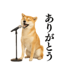 【面白い】返信に便利な柴犬＠日常会話（個別スタンプ：20）