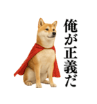 【面白い】返信に便利な柴犬＠日常会話（個別スタンプ：21）