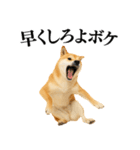 【面白い】返信に便利な柴犬＠日常会話（個別スタンプ：24）