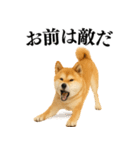 【面白い】返信に便利な柴犬＠日常会話（個別スタンプ：25）