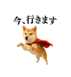 【面白い】返信に便利な柴犬＠日常会話（個別スタンプ：26）