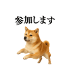 【面白い】返信に便利な柴犬＠日常会話（個別スタンプ：27）