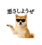 【面白い】返信に便利な柴犬＠日常会話（個別スタンプ：29）