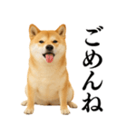 【面白い】返信に便利な柴犬＠日常会話（個別スタンプ：31）