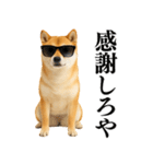 【面白い】返信に便利な柴犬＠日常会話（個別スタンプ：34）