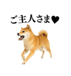 【面白い】返信に便利な柴犬＠日常会話（個別スタンプ：35）