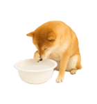 【面白い】返信に便利な柴犬＠日常会話（個別スタンプ：37）