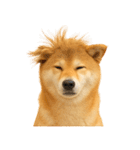【面白い】返信に便利な柴犬＠日常会話（個別スタンプ：39）