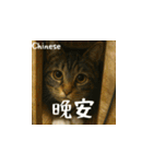 小花たちの世界挨拶（個別スタンプ：3）