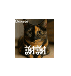 小花たちの世界挨拶（個別スタンプ：4）