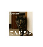 小花たちの世界挨拶（個別スタンプ：6）