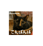 小花たちの世界挨拶（個別スタンプ：7）