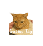 小花たちの世界挨拶（個別スタンプ：12）