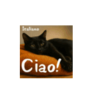 小花たちの世界挨拶（個別スタンプ：25）