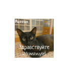 小花たちの世界挨拶（個別スタンプ：31）