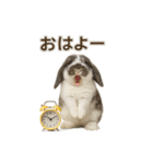 うさンプ:mochi（日常）（個別スタンプ：1）