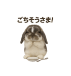うさンプ:mochi（日常）（個別スタンプ：3）