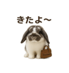 うさンプ:mochi（日常）（個別スタンプ：8）