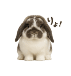 うさンプ:mochi（日常）（個別スタンプ：11）