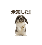 うさンプ:mochi（日常）（個別スタンプ：12）
