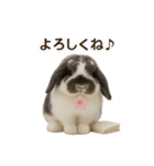 うさンプ:mochi（日常）（個別スタンプ：13）