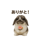 うさンプ:mochi（日常）（個別スタンプ：16）