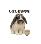 うさンプ:mochi（日常）（個別スタンプ：17）