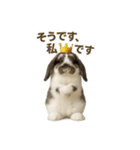うさンプ:mochi（日常）（個別スタンプ：19）