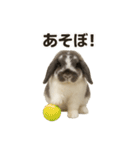 うさンプ:mochi（日常）（個別スタンプ：20）