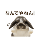 うさンプ:mochi（日常）（個別スタンプ：23）