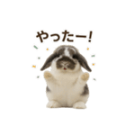 うさンプ:mochi（日常）（個別スタンプ：24）
